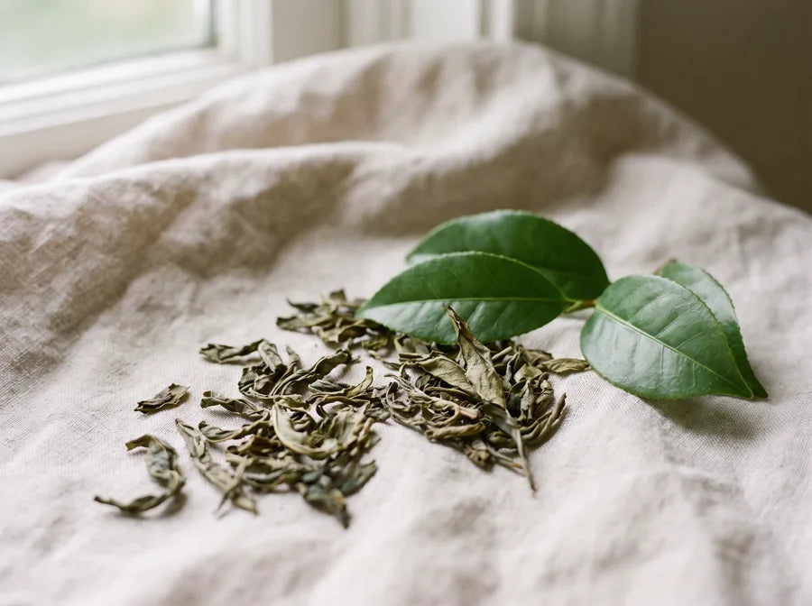 Loose dried green tea leaves with fresh camellia leaves