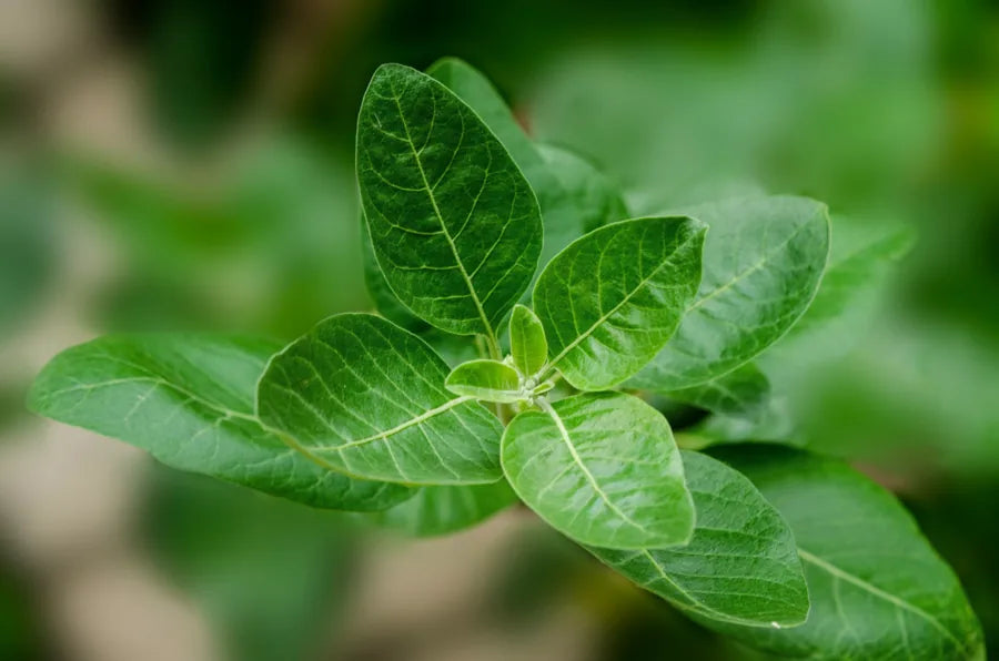Ashwagandha plant leaves